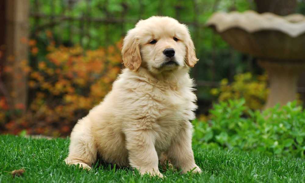 Golden Retriever Köpeğe Sahip Olmak İçin 10 Neden 