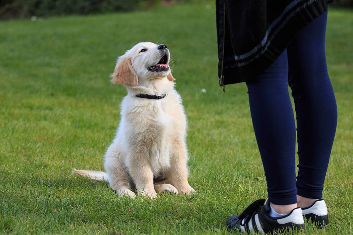 Golden Retriever Köpekler Kolay Eğitilebilir Mi ?