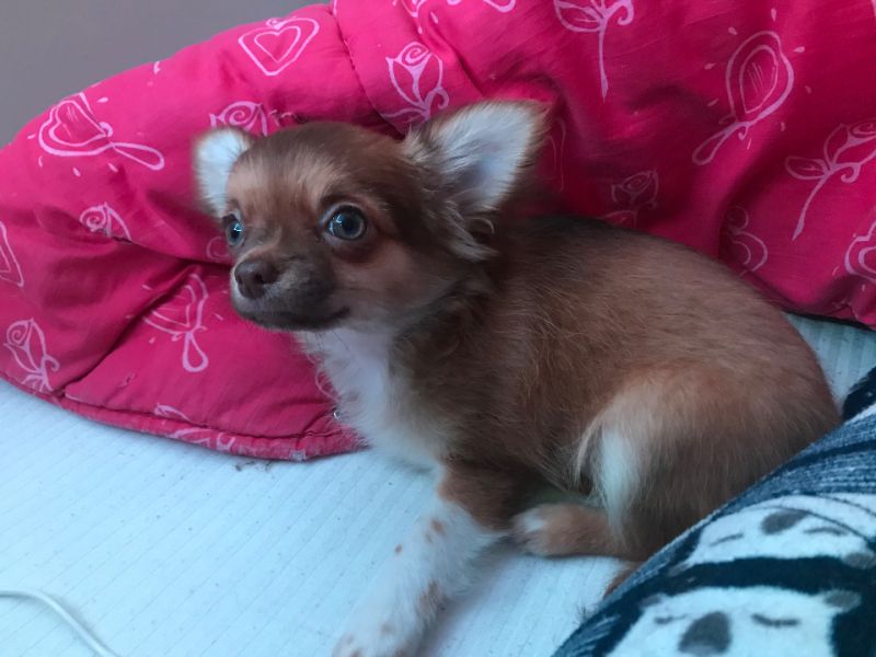 3,5 aylık Chihuahua yavruya yuva