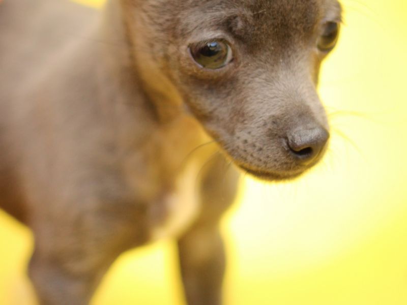 Akkuş Üretim Çiftliğinden Chihuahua