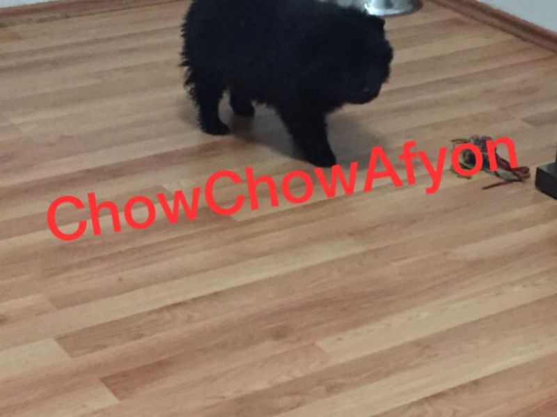 Beyaz Kızıl Siyah Tüm Renk Seçenekleri İle Chow Chow Yavruları  UYGUNDUR ! 