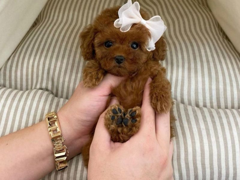 Toy poodle red brown Kore mini yavrular