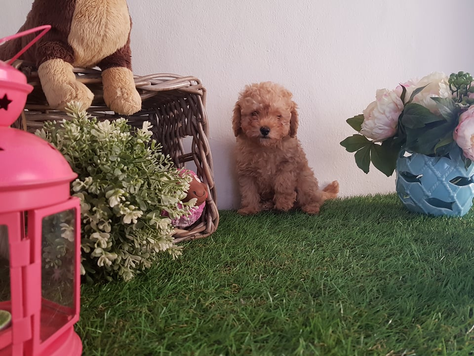 Apricot ve Red Toy Poodle