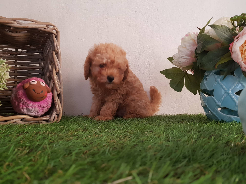 Apricot ve Red Toy Poodle