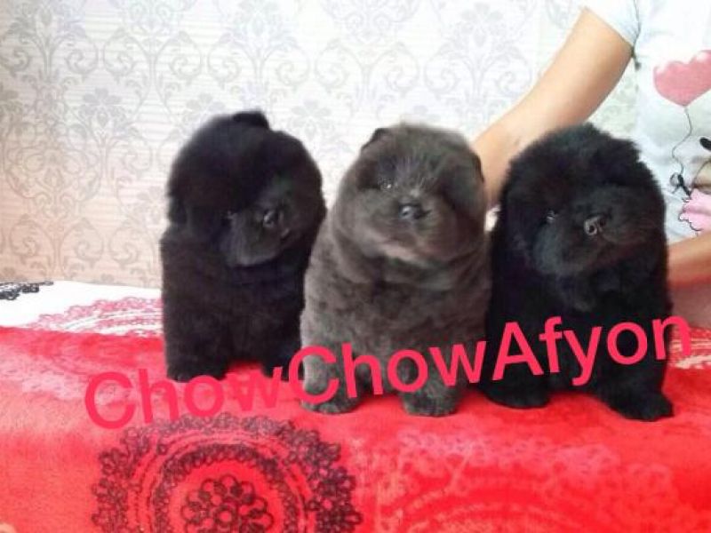 Siyah Chow Chow Yavruları
