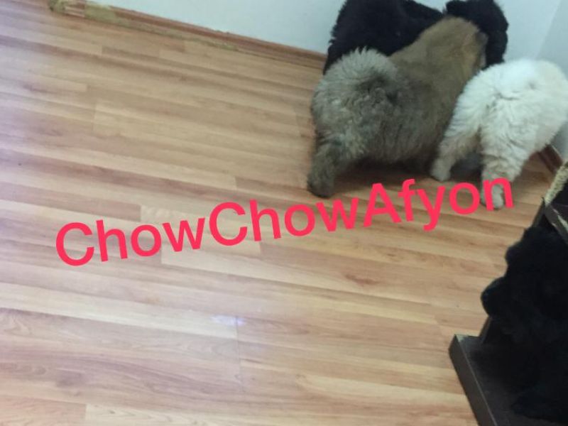 Beyaz Kızıl Siyah Tüm Renk Seçenekleri İle Chow Chow Yavruları  UYGUNDUR ! 