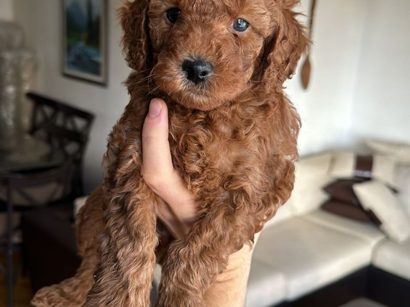 Red Brown Toy Poodle yavrular