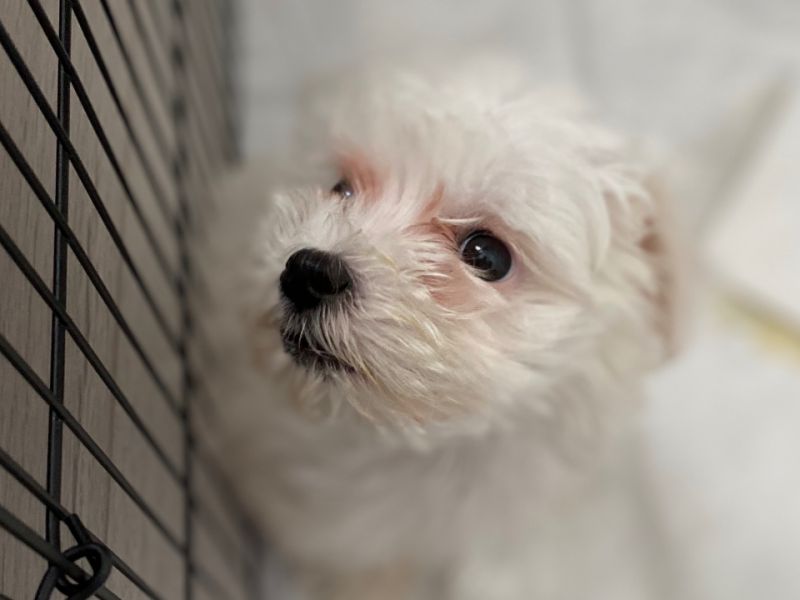 2 aylık Malta terrier erkek bakımlı köpek 