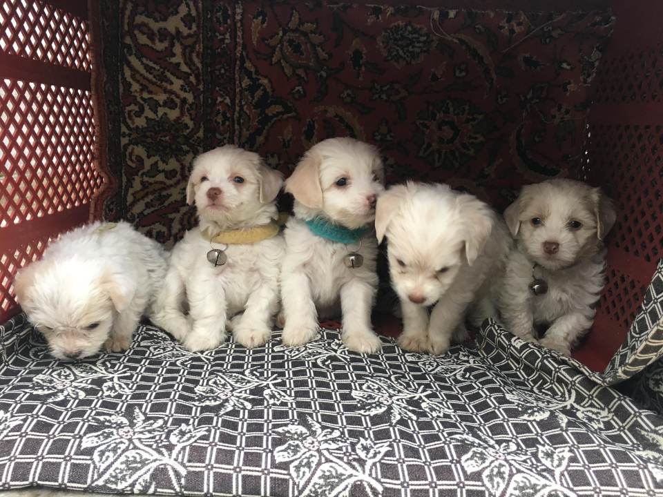 Terrier Güzellerimiz Yeni Evlerini Arıyor..