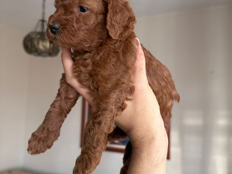 Red Brown Toy Poodle yavrular