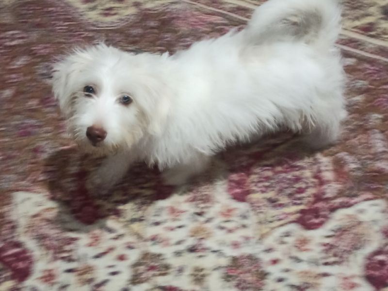 Alex Yeni sahibini arıyor Maltese Terrier 