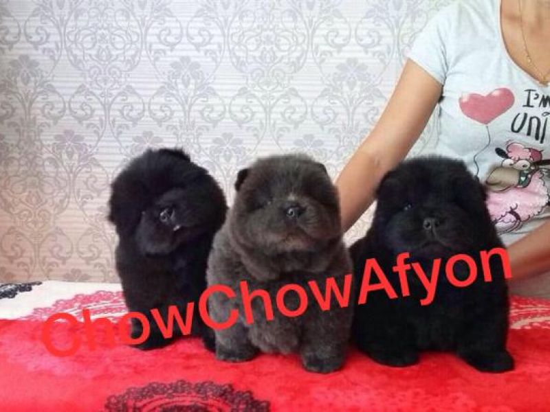 Siyah Chow Chow Yavruları
