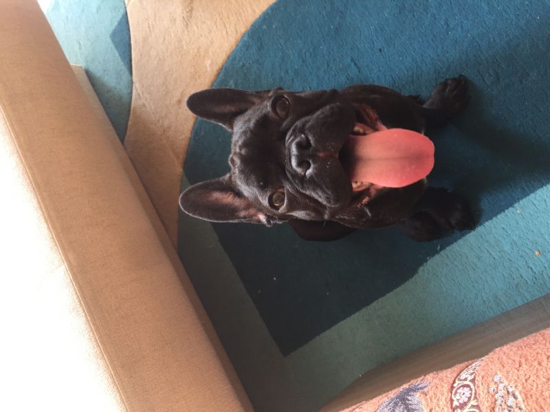 4.5 aylık fransız bulldog