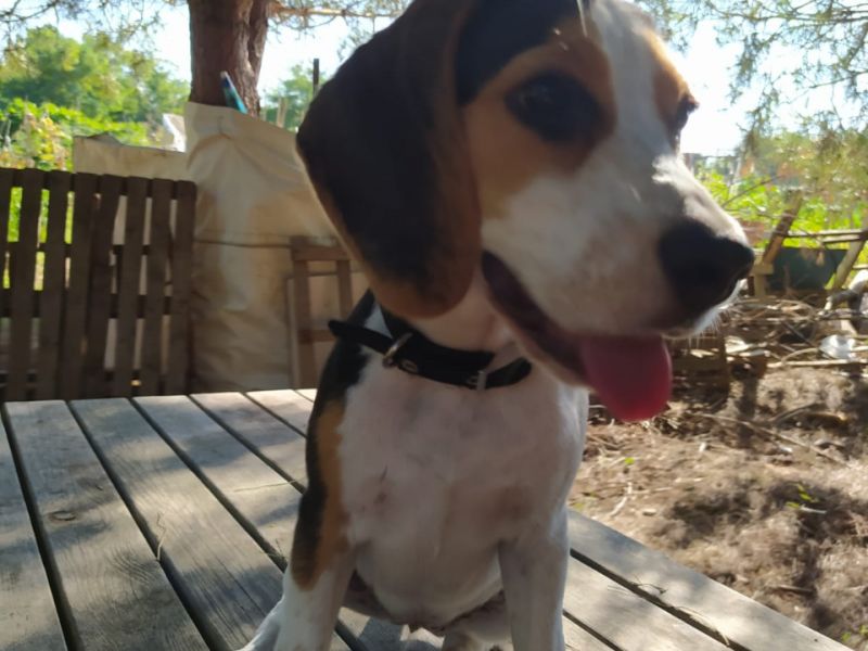 4 aylık  safkan dişi beagle