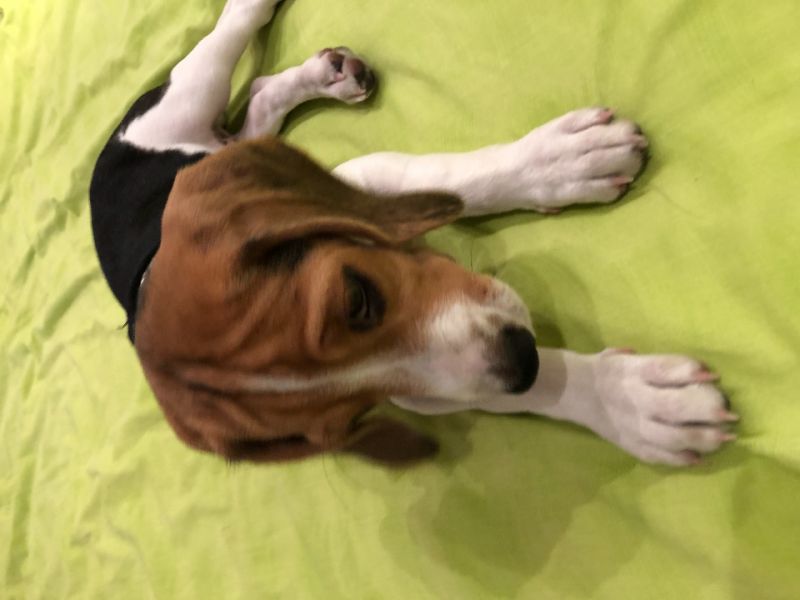 Safkan Beagle