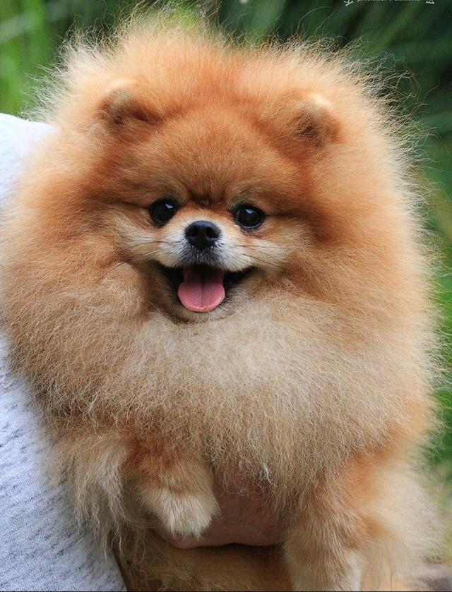 Yetişkin Erkek Pomeranian