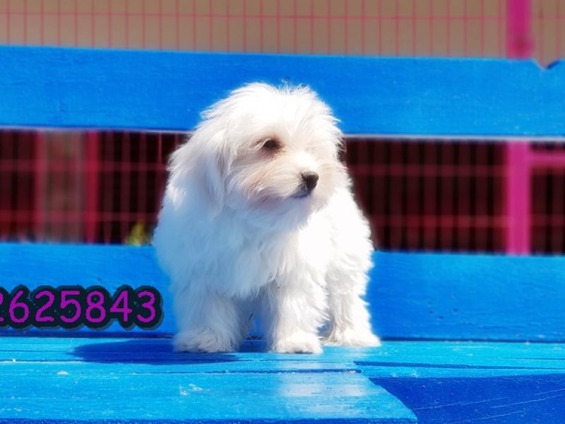 Maltese terrier yavru 