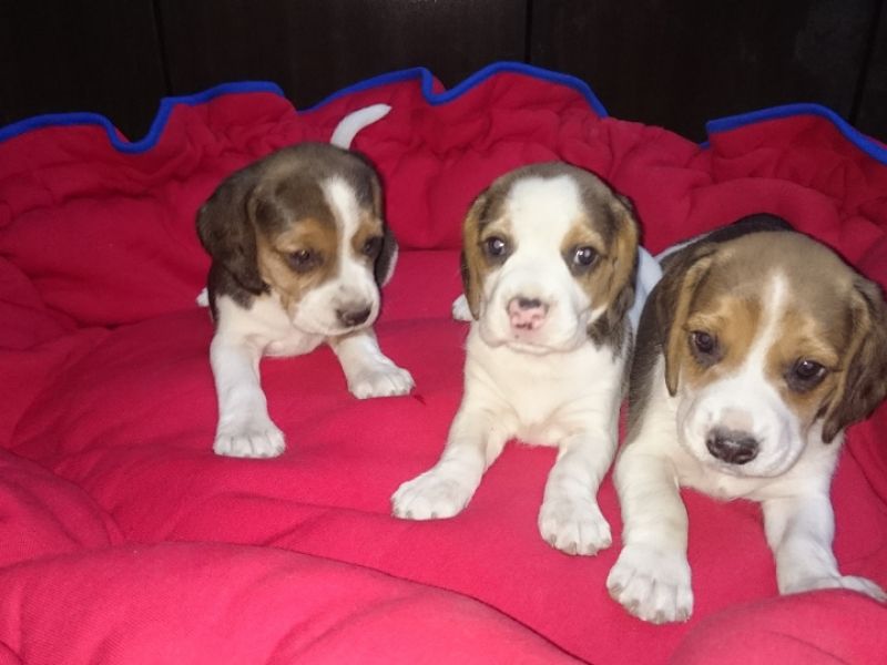  Sevimli ve Oyuncu Beagle Yavrularımız 