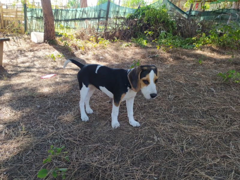 4 aylık  safkan dişi beagle