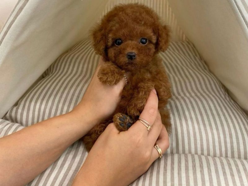 Toy poodle red brown Kore mini yavrularımız 