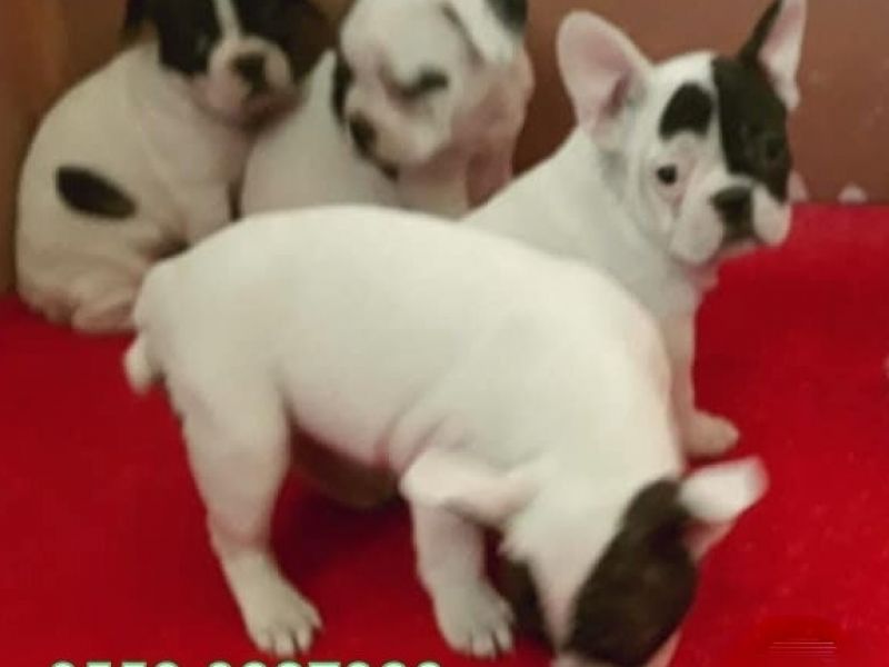 sevimli french bulldog bebekler izmir