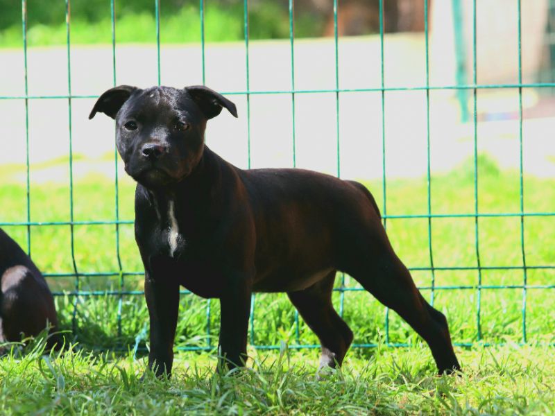 Staffordshire Bull Terrier A class secer