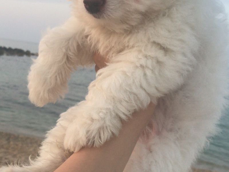 3 aylık dişi beyaz terrier maltese