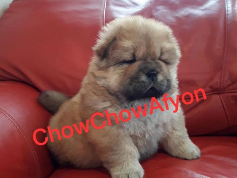 Satılık Kızıl Chow Chow Yavruları