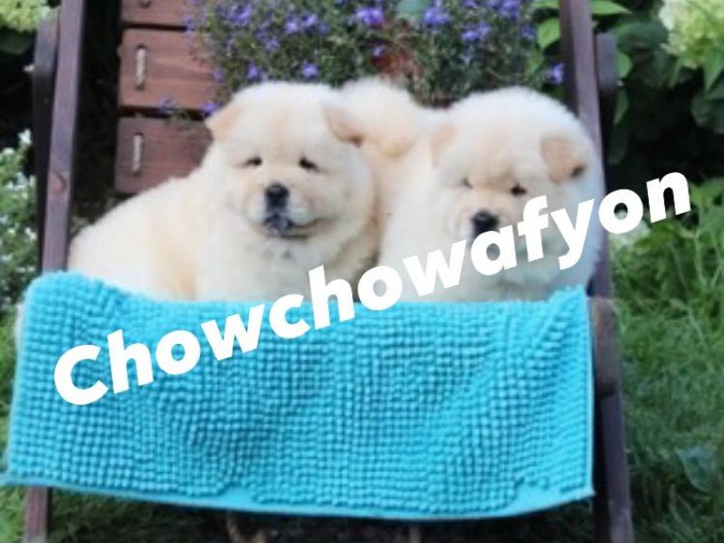 Satılık Chow Chow Yavrusu