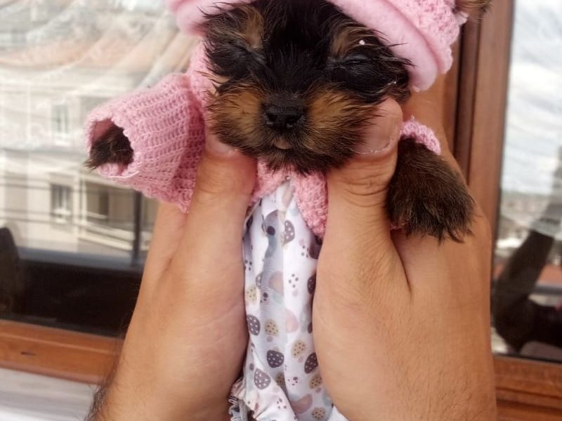 Micro Yorkshire Terrier