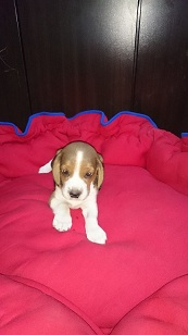 Sevimli ve Oyuncu Beagle Yavrularımız 