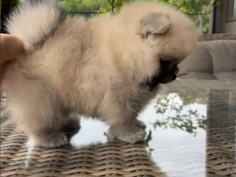 Mini Pomeranian yavruları