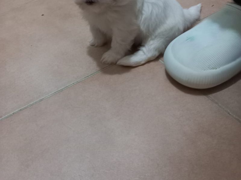 Maltese Terrier 0 Numara yavru
