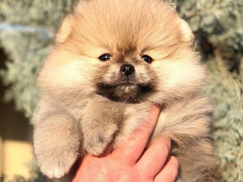 Scr Belgeli Orjinal Pomeranian Bebekler