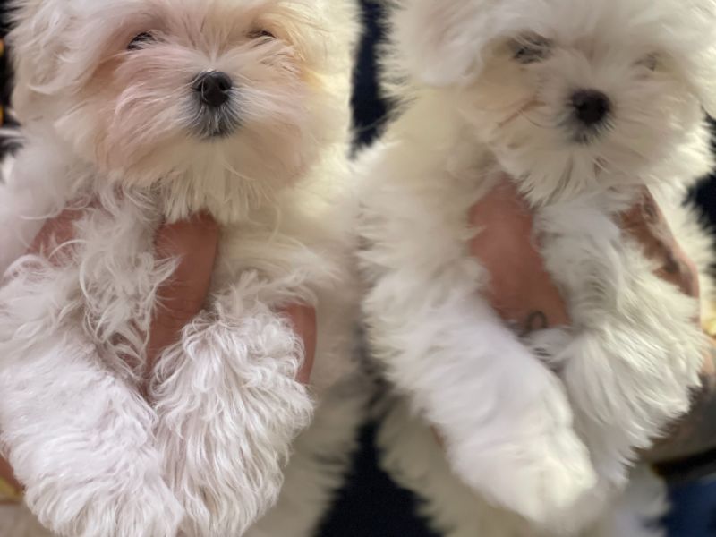 Kore kanı secereli anne babadan maltese terrier 