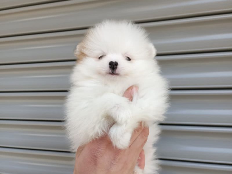 Mini Pomeranian Boo Dostlarımız 