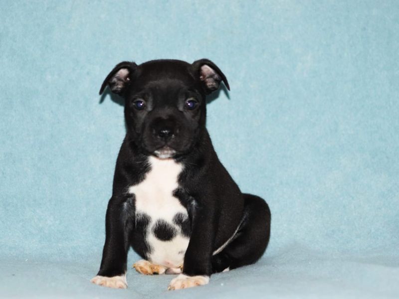 Staffordshire Bull Terrier A class secer