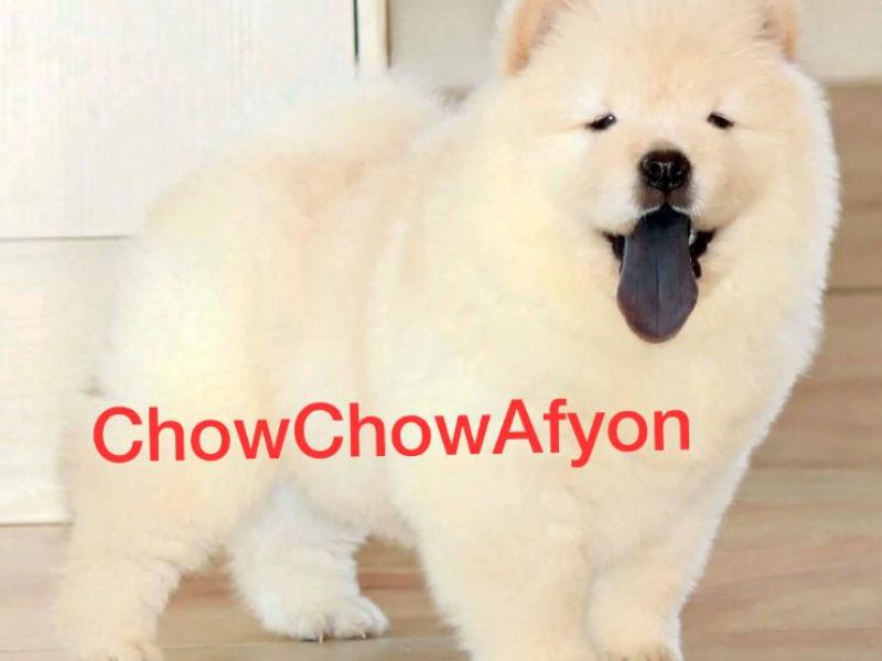 Satılık Beyaz Chow Chow Yavrusu