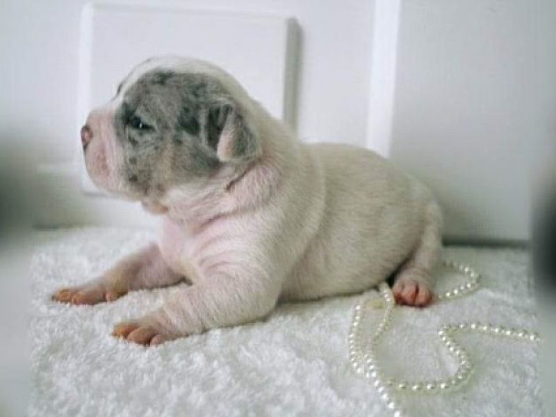 Exotic Bully 