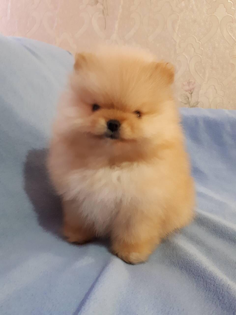 Pomeranian Boo Yavru