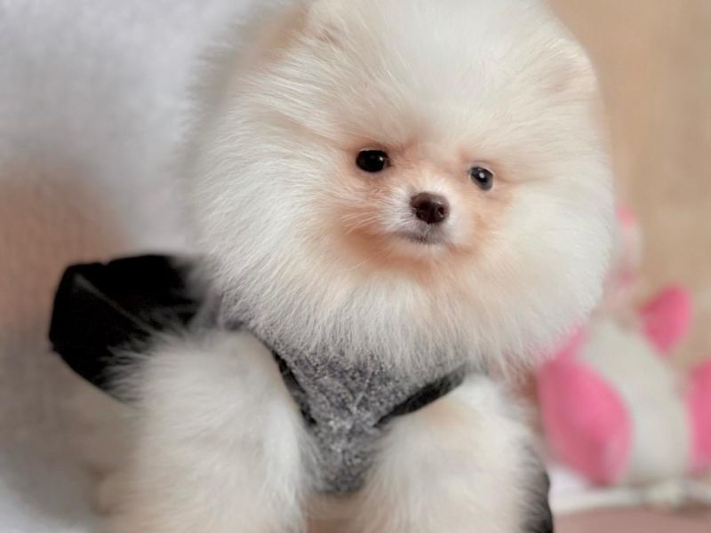 Pomeranian boo teddy face erkek yavrumuz 