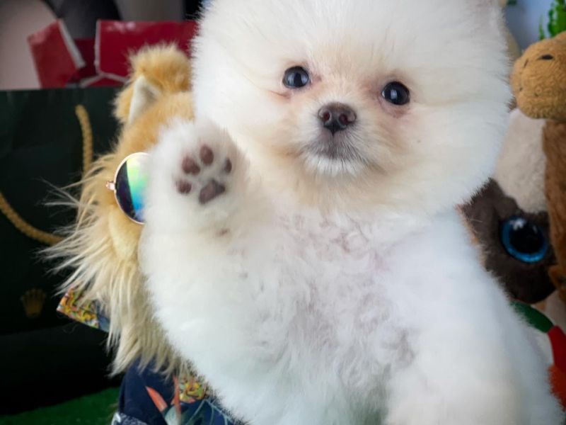 Mini Boy Pomeranian Boo Kızımız CARLA