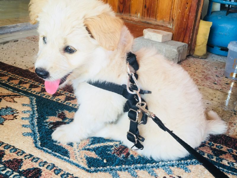 2,5 aylık golden Terrier Köpeğime yuva arıyorum ilgilenenler acil ulaşabilir