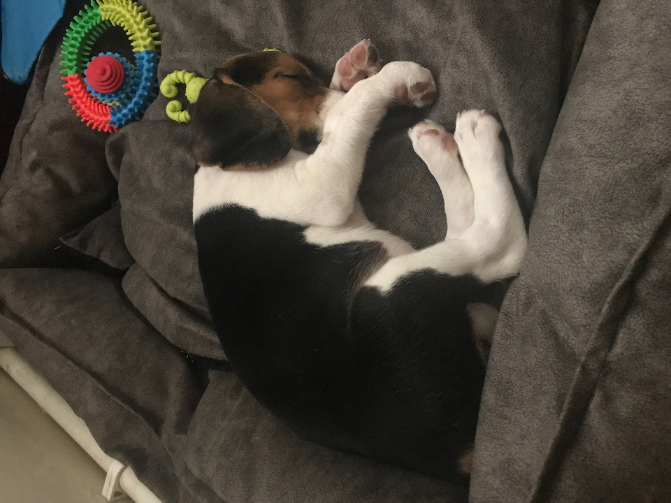 Elizabeth beagle 3 aylık