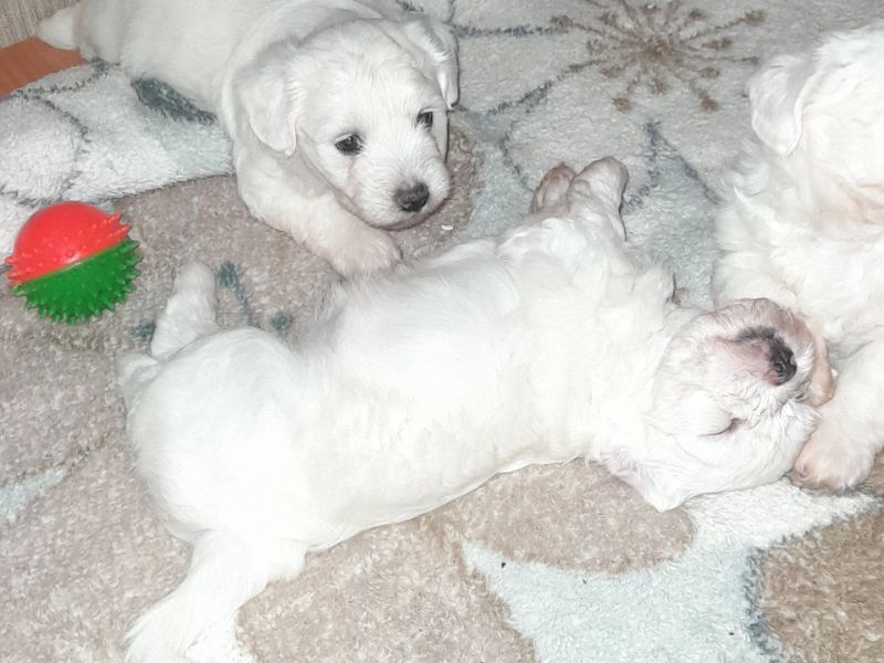 Baba2 numara maltese terrier yavrulari orjinal