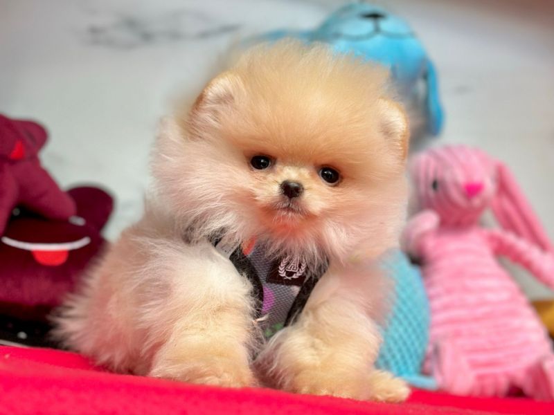 Safkan Pomeranian Mini Boo Yavrularımız