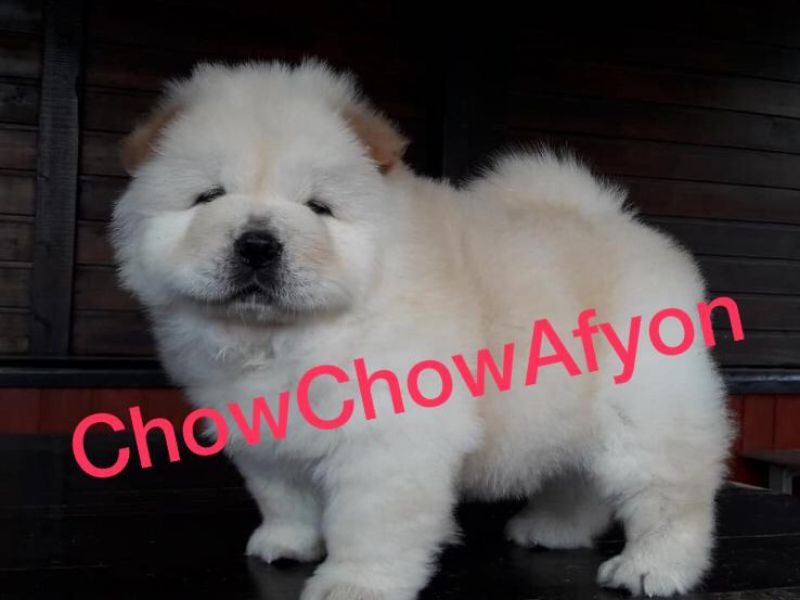 Chow Chow Çin Aslanı Yavruları Afyondan
