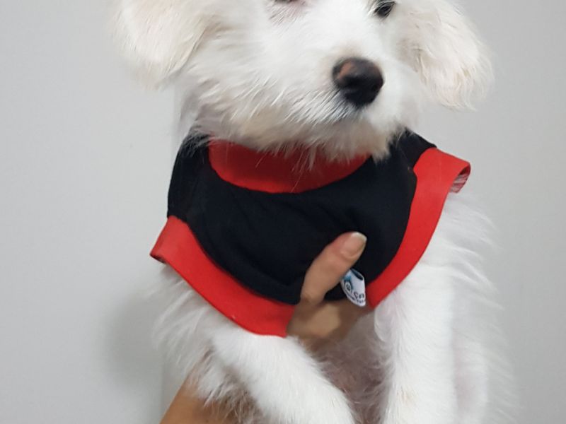 3,5 aylık Maltese Terrier