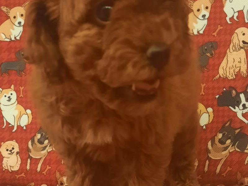 orjinal red brown toy poodle 