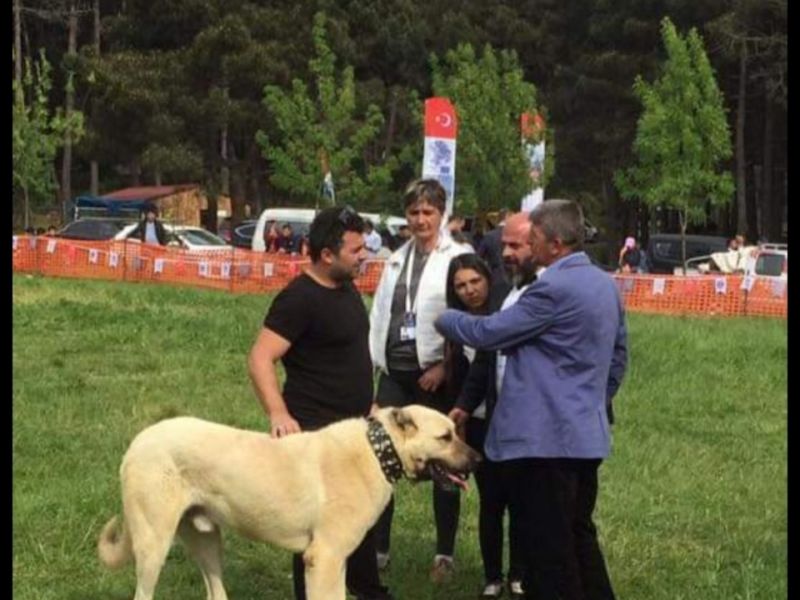 Anadolu boz çoban köpeği Türkiye Şampiyonu